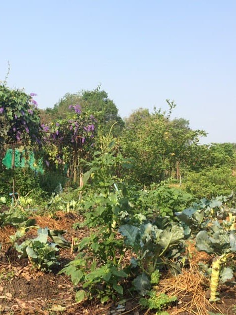A polyculture field in Pathom Asoke, where students learn about natural agriculture