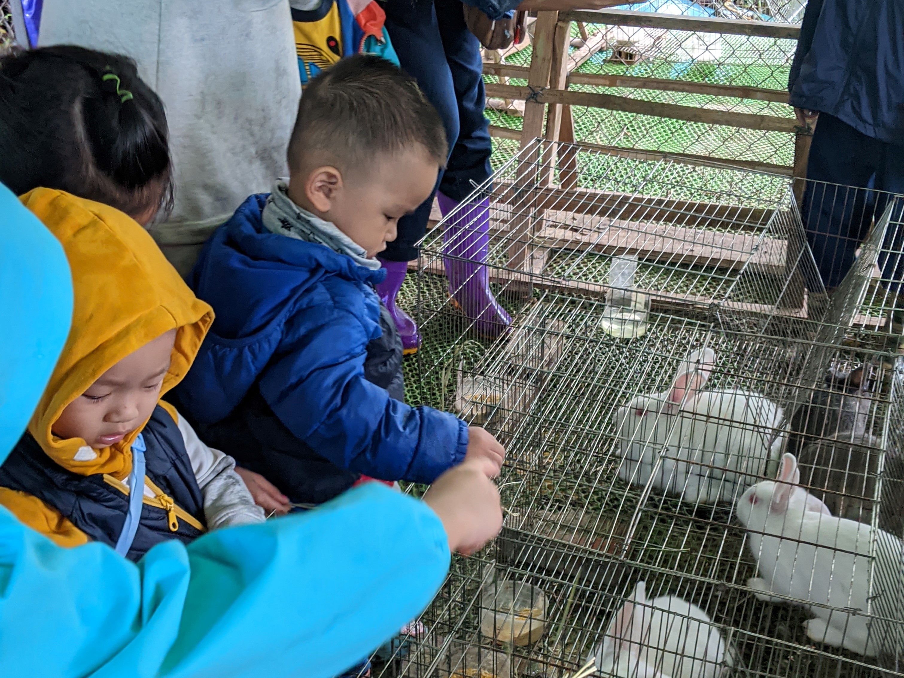 Visiting rabbit farms.