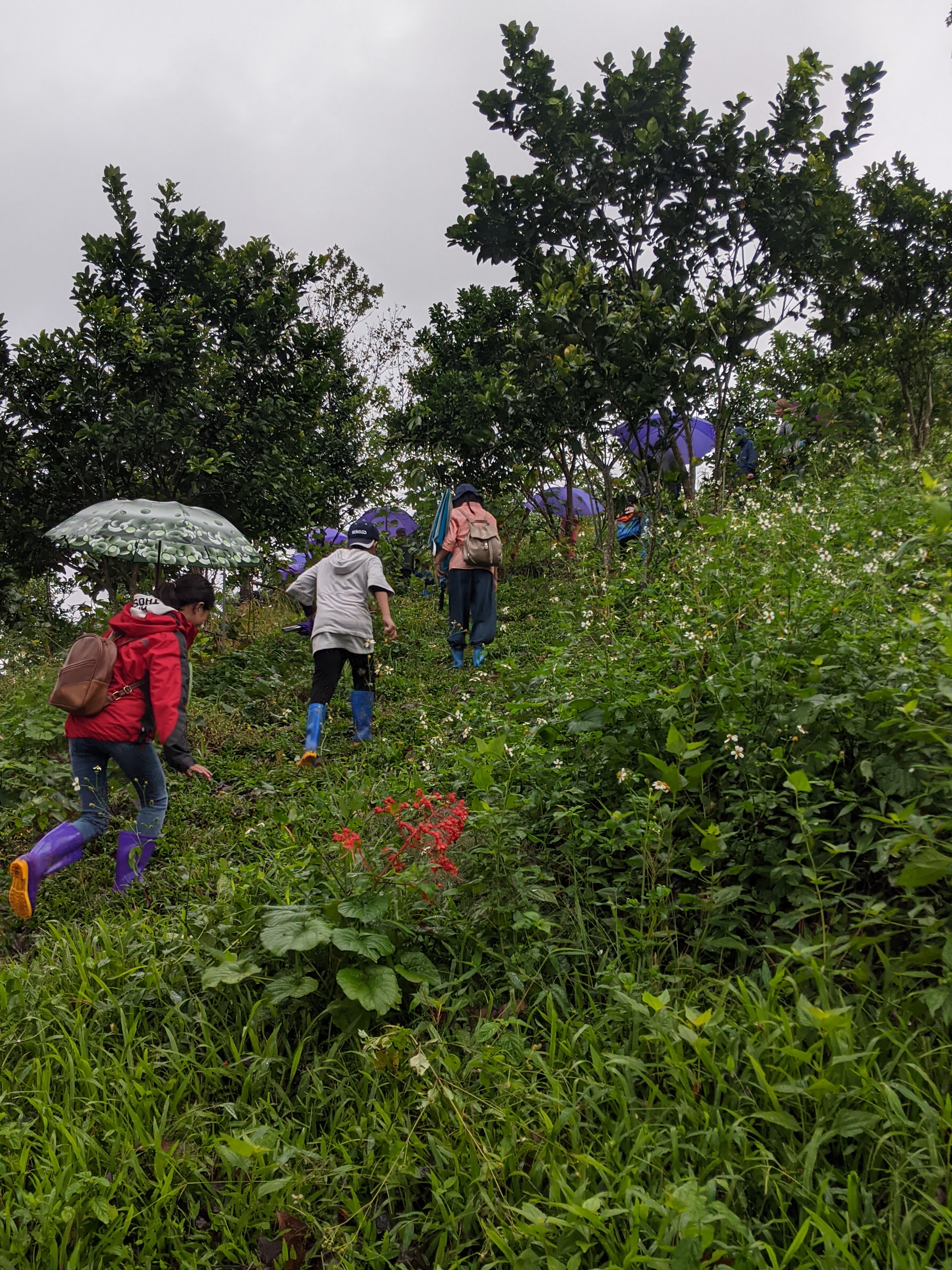 The children could climb the hill from a young age, so everyone's hands and feet are firm – such Spring Hill material.